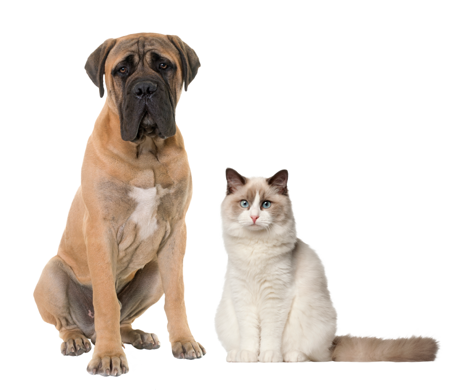 Perro + Gato